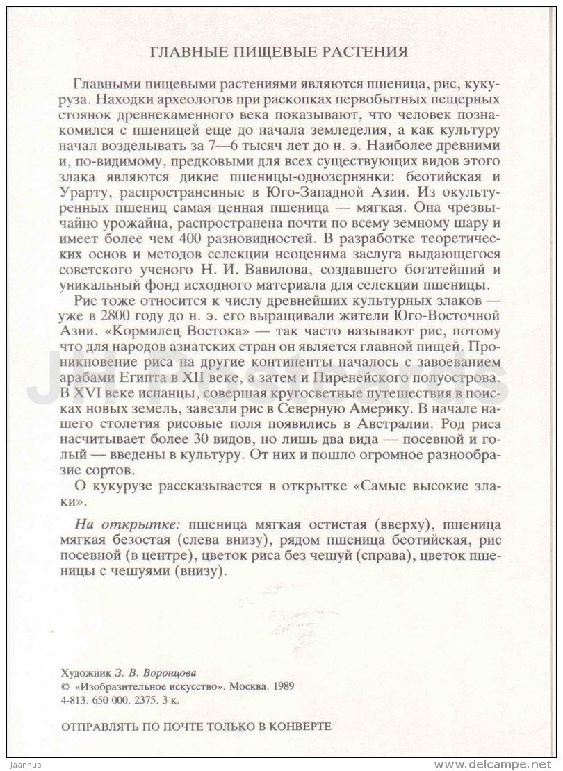 windmill - Rise - Wild emmer - Hulless - Wheat - Main Cereals - Amazing Plants - 1989 - Russia USSR - unused - JH Postcards