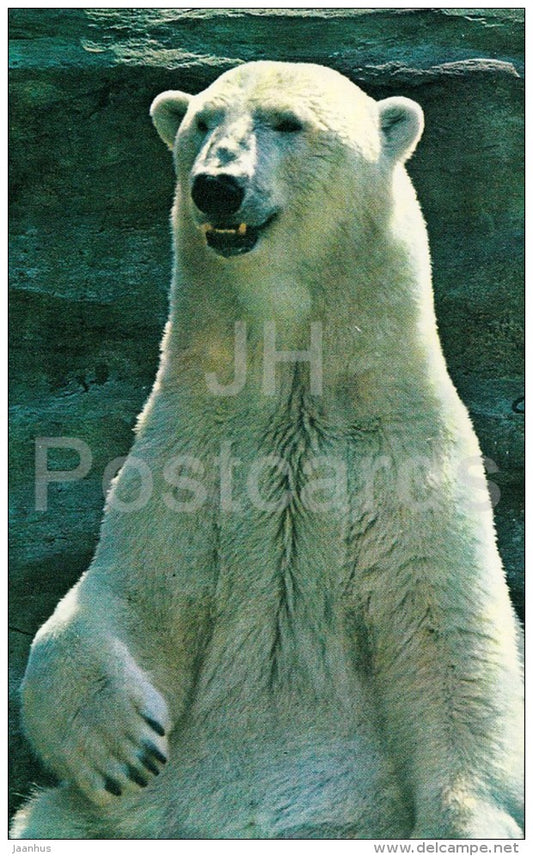 Polar bear - Ursus maritimus - Zoo - 1976 - Russia USSR - unused - JH Postcards