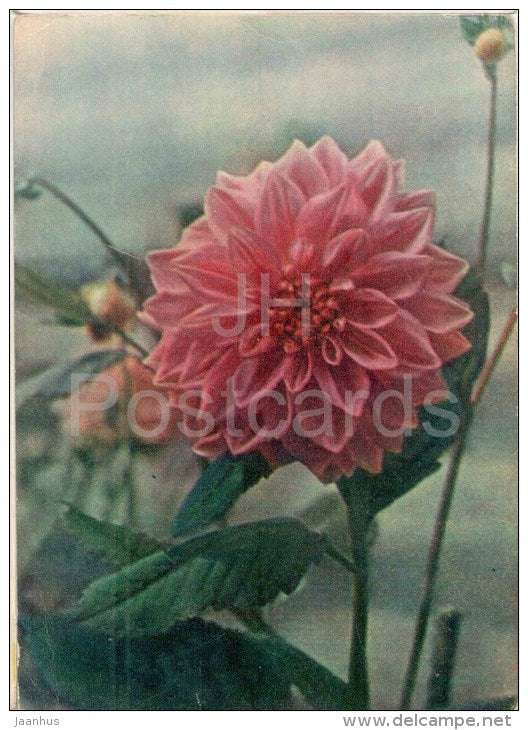 Pink Dahlia - flowers - 1959 - Russia USSR - unused - JH Postcards