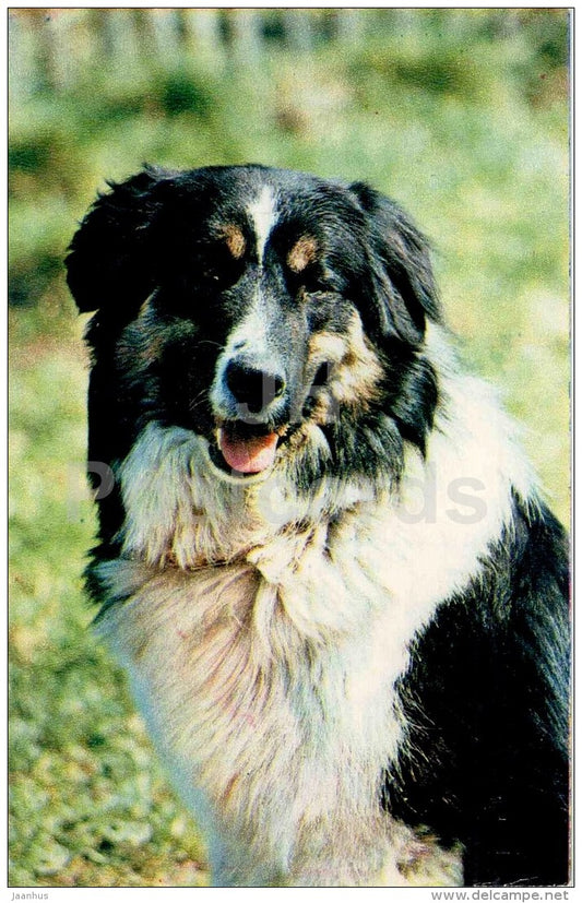 crossbreed dog - dog - 1969 - Russia USSR - unused - JH Postcards