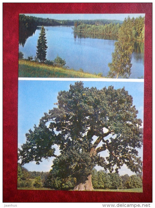 lake Piigandi - the Oak of Tamme-Lauri at Urvaste - 1984 - Estonia USSR - unused - JH Postcards