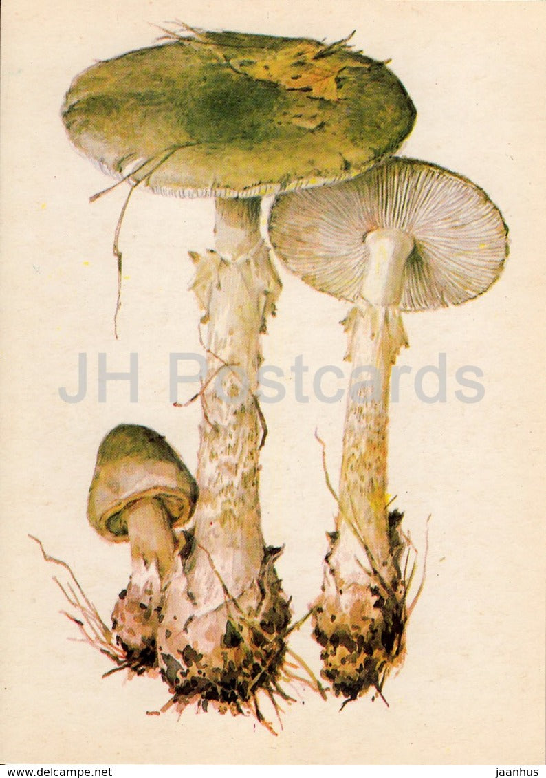 Death cap - Amanita phalloides - illustration by A. Shipilenko - Mushrooms - 1976 - Russia USSR - unused - JH Postcards