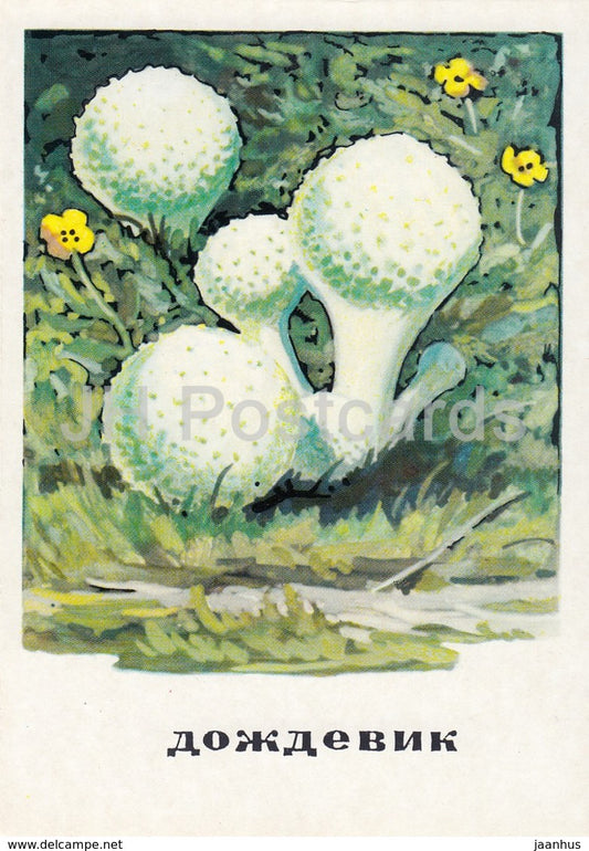 Puffball - Lycoperdon - mushrooms - illustration - 1971 - Russia USSR - unused - JH Postcards
