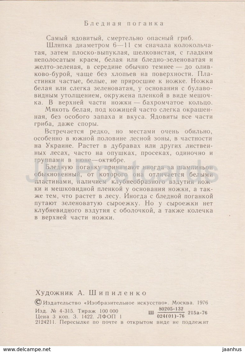 Death cap - Amanita phalloides - illustration by A. Shipilenko - Mushrooms - 1976 - Russia USSR - unused - JH Postcards