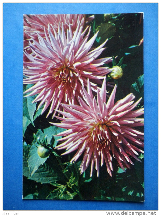 Forest edges - dahlia - flowers - 1974 - Russia USSR - unused - JH Postcards