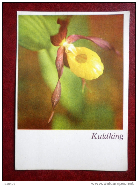 Greeting card - Lady's slipper - orchid - flowers - 1981 - Estonia USSR - unused - JH Postcards