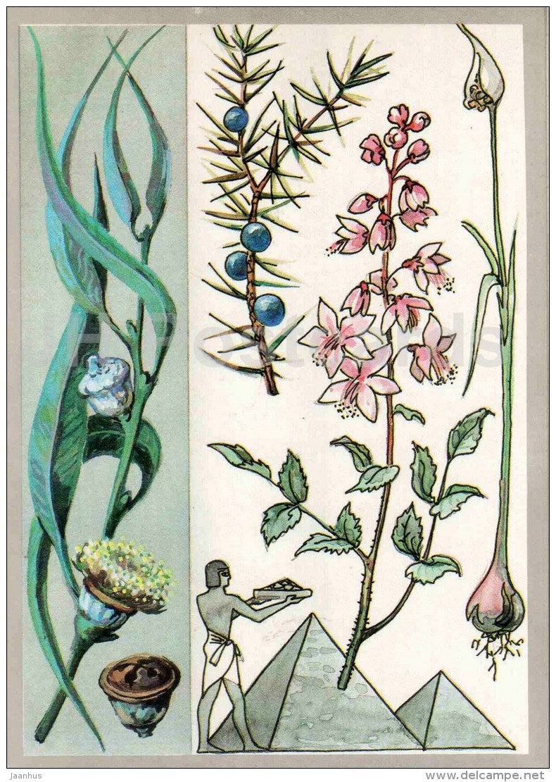 garlic - fraxinella - juniper - eucalyptus - Good Assistants - Amazing Plants - 1989 - Russia USSR - unused - JH Postcards
