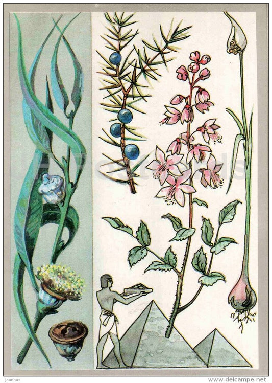 garlic - fraxinella - juniper - eucalyptus - Good Assistants - Amazing Plants - 1989 - Russia USSR - unused - JH Postcards