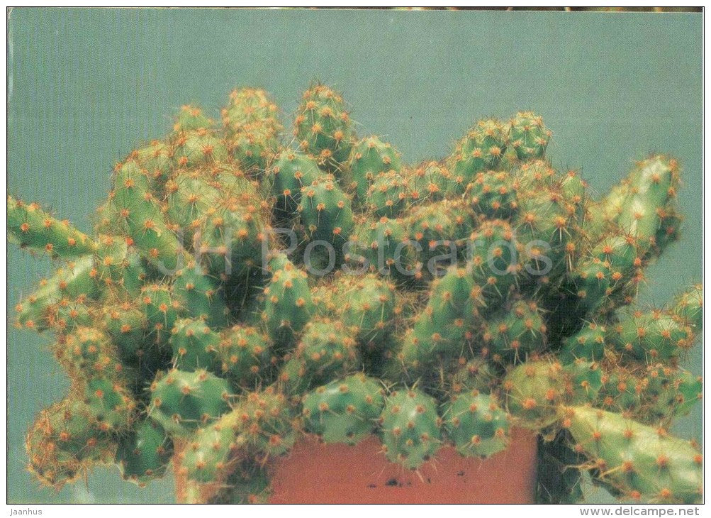 Opuntia ovata - cactus - plants - 1990 - Russia USSR - unused - JH Postcards