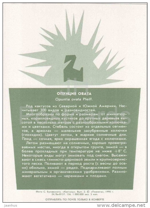 Opuntia ovata - cactus - plants - 1990 - Russia USSR - unused - JH Postcards