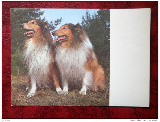 Scotch Collie - Scottish Shepherds - dogs - 1987 - Estonia - USSR - unused - JH Postcards