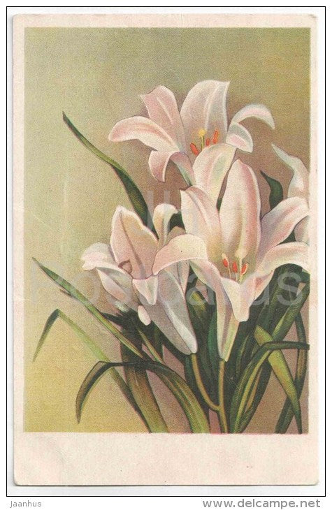 Greeting Card - White Lily - flowers - Oktoober - 1951 - used in Estonia - JH Postcards
