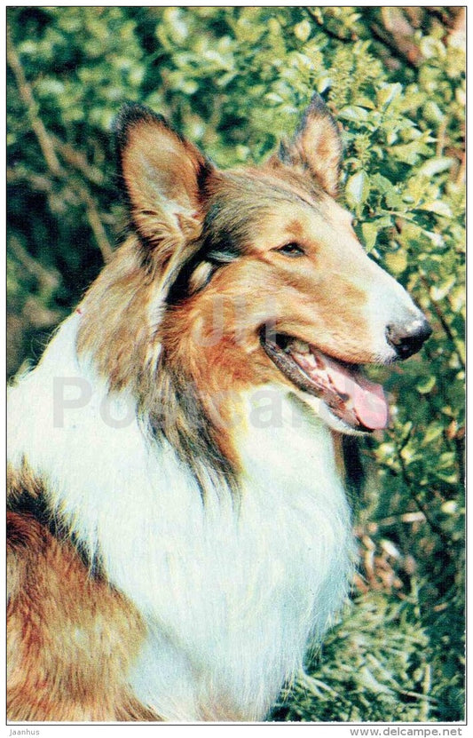 Scottish Shepherd Dog - Collie - dog - 1969 - Russia USSR - unused - JH Postcards