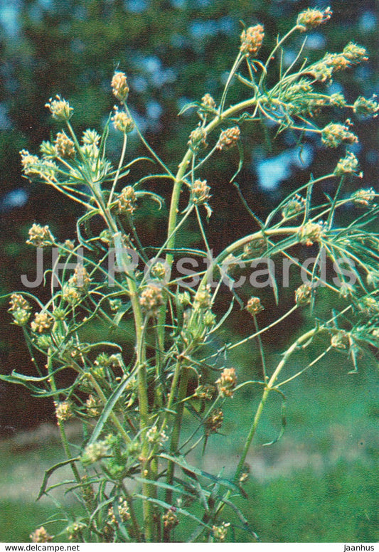 Plantago - Plantago psyllium - Medicinal Plants - 1980 - Russia USSR - unused - JH Postcards