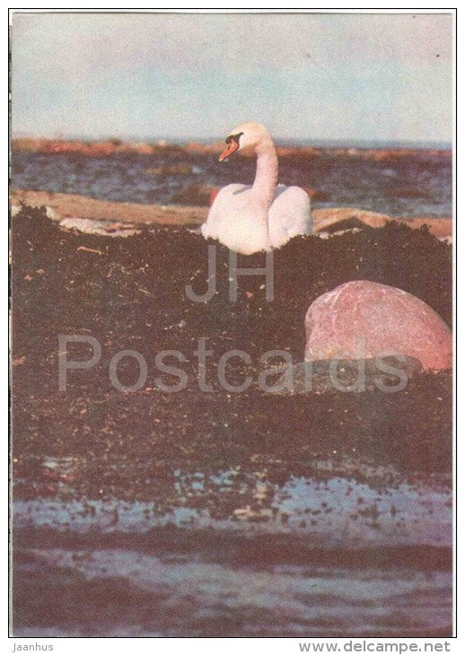 Lahemaa National Park - 1 - A swan`s nest on the seashore of Tapuria - birds - Estonia USSR - 1978 - unused - JH Postcards