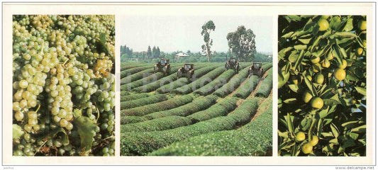 grape - tea plantation - citrus - 1983 - Georgia USSR - unused - JH Postcards
