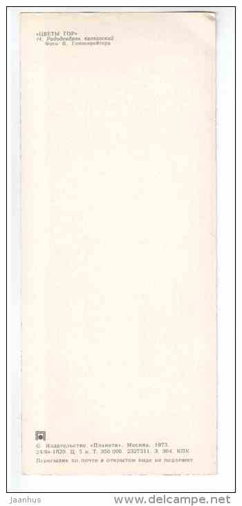 Caucasian rhododendron - Rhododendron caucasicum - Mountain Flowers - 1973 - Russia USSR - unused - JH Postcards