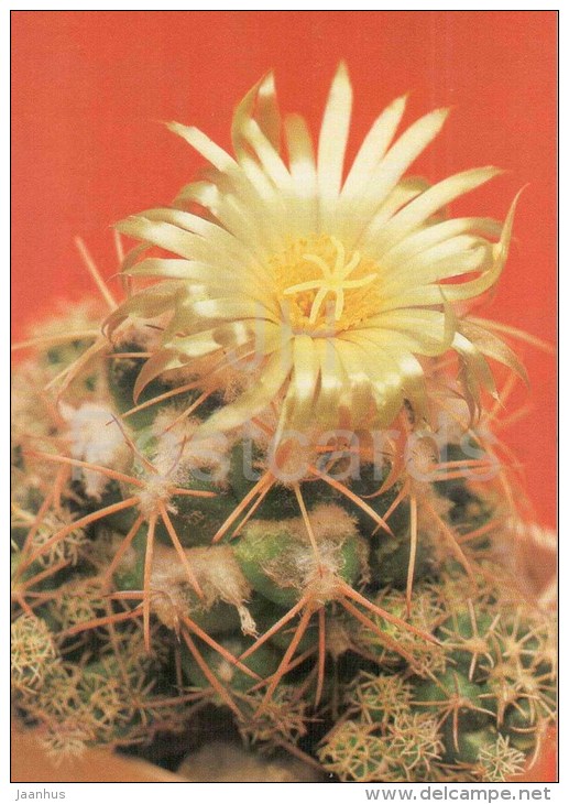 Elephants Tooth - Coryphantha sulcolanata - cactus - plants - 1990 - Russia USSR - unused - JH Postcards