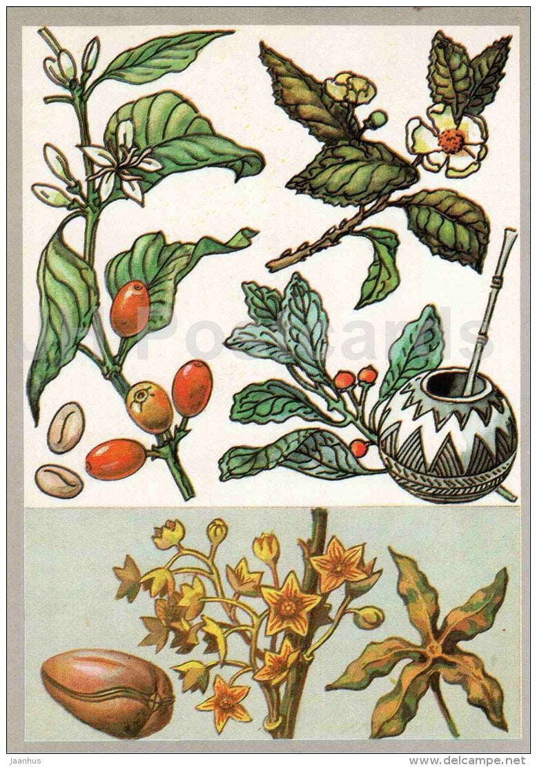 cola - Yerba mate - tea - coffee - Amazing Plants - 1989 - Russia USSR - unused - JH Postcards