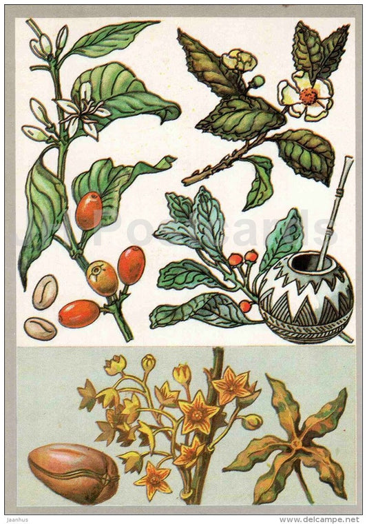 cola - Yerba mate - tea - coffee - Amazing Plants - 1989 - Russia USSR - unused - JH Postcards