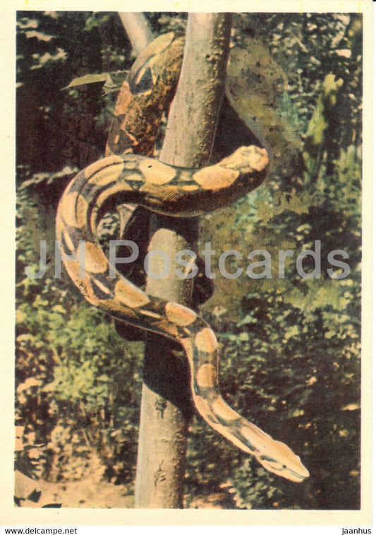 Boa - reptiles - Moscow Zoo - 1963 - Russia USSR - unused - JH Postcards