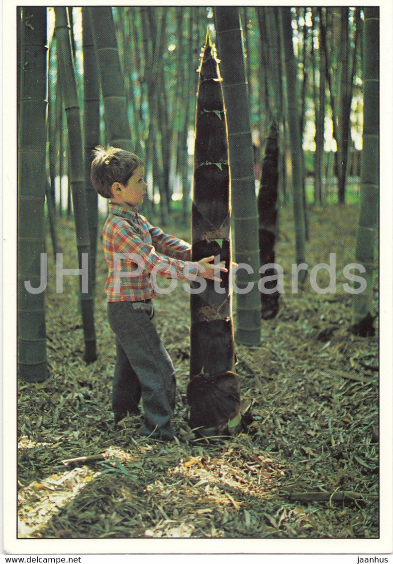 Bambouseraie de Prafrance - Jeune Pousse de bambou agee - bamboos - boy - France - unused - JH Postcards