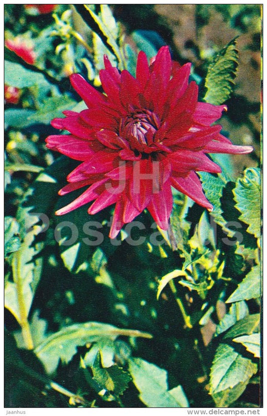 Red Dahlia - flowers - 1972 - Russia USSR - unused - JH Postcards