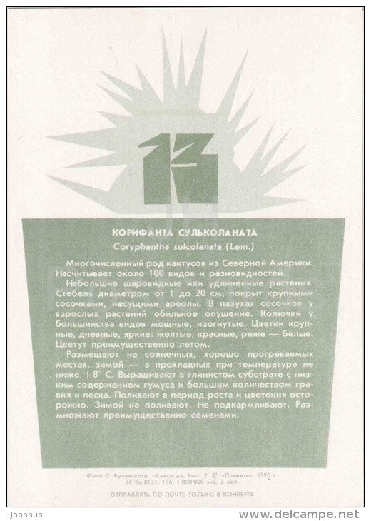 Elephants Tooth - Coryphantha sulcolanata - cactus - plants - 1990 - Russia USSR - unused - JH Postcards