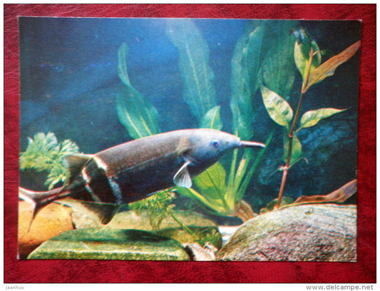 Peters' elephantnose fish - Gnathonemus petersii - 1980 - Russia USSR - unused - JH Postcards