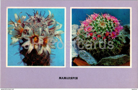 Mammillaria - cacti - cactus - flowers - 1977 - Ukraine USSR - unused - JH Postcards