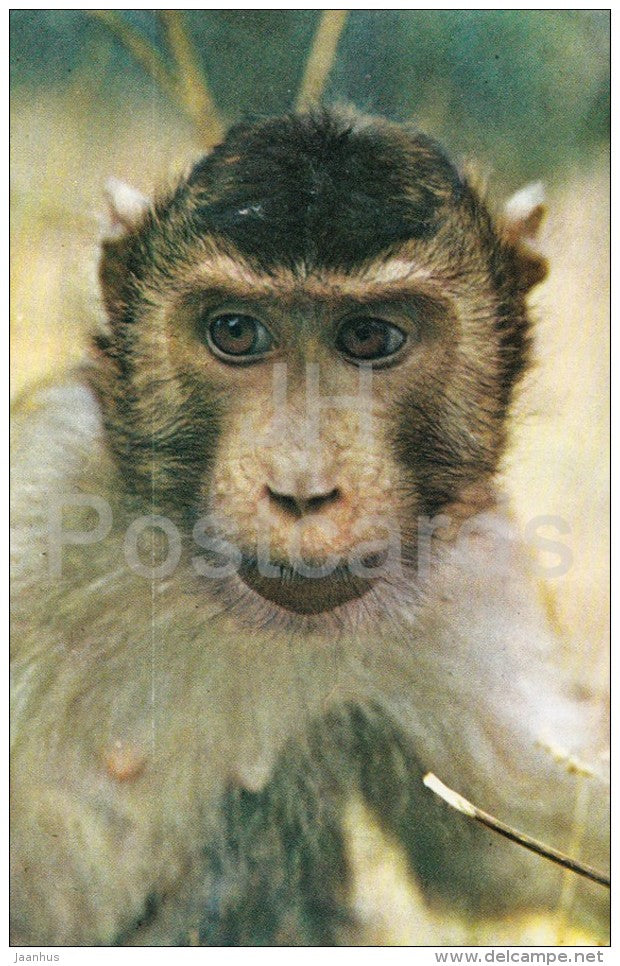 Southern pig-tailed macaque - Macaca nemestrina - Zoo - 1976 - Russia USSR - unused - JH Postcards