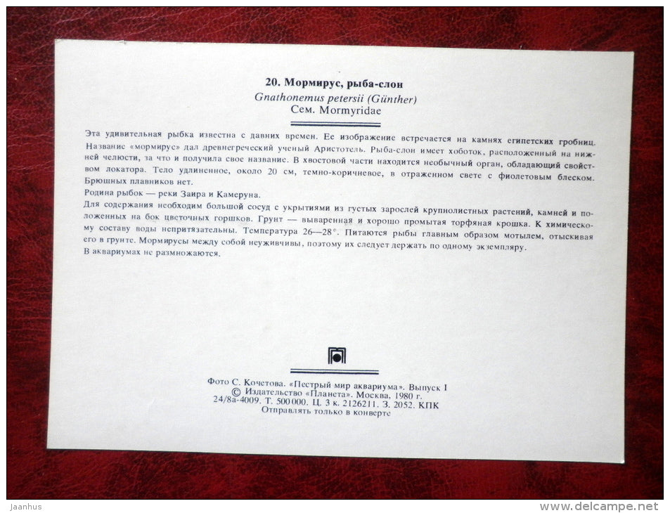 Peters' elephantnose fish - Gnathonemus petersii - 1980 - Russia USSR - unused - JH Postcards