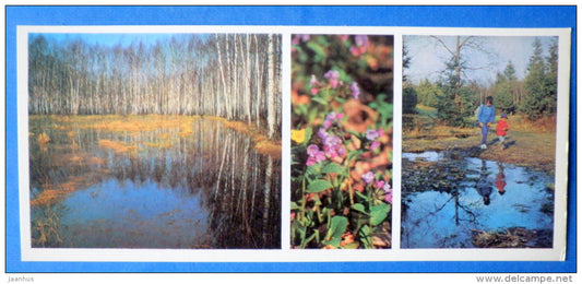 nature - flowers - Moscow Oblast - Podmoskovye - 1977 - Russia USSR - unused - JH Postcards