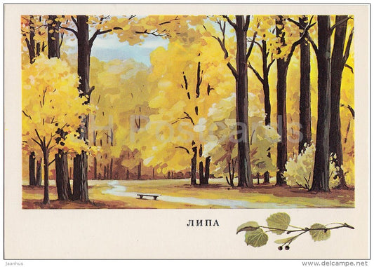 Linden - Tilia - Russian Forest - trees - illustration by G. Bogachev - 1979 - Russia USSR - unused - JH Postcards