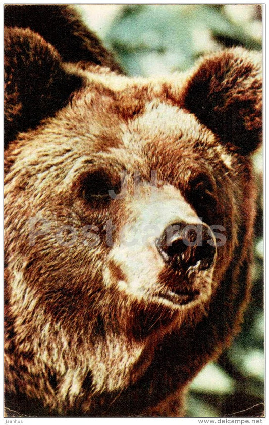 Brown Bear - Ursus arctos - Moscow Zoo - 1969 - Russia USSR - unused - JH Postcards