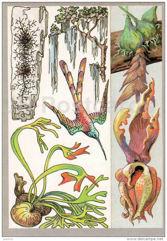 epiphytic liverworts - Epiphytes - Amazing Plants - 1989 - Russia USSR - unused - JH Postcards