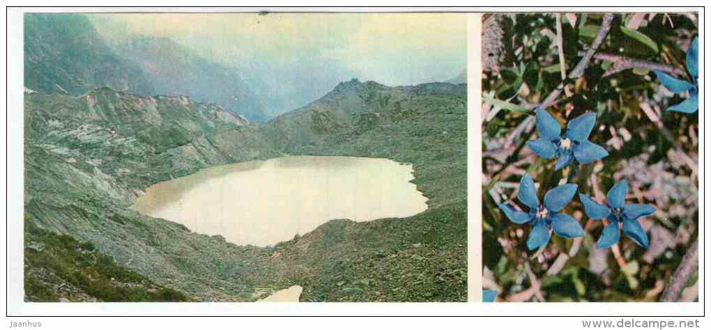 Erigeron - lake - Mountain Flowers - 1973 - Russia USSR - unused - JH Postcards