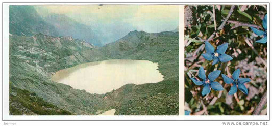 Erigeron - lake - Mountain Flowers - 1973 - Russia USSR - unused - JH Postcards