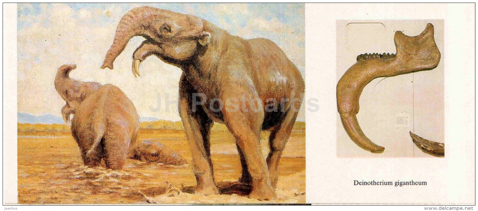 Deinotherium giganteum - fossil - jawbone - illustration by Flerov - paleontology - 1989 - Russia USSR - unused - JH Postcards
