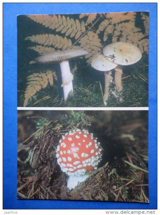 False Death Cap - Amanita Citrina - Fly Agaric - Amanita muscaria - mushrooms - 1976 - Estonia USSR - unused - JH Postcards