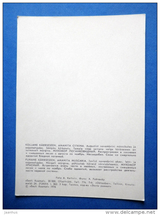 False Death Cap - Amanita Citrina - Fly Agaric - Amanita muscaria - mushrooms - 1976 - Estonia USSR - unused - JH Postcards