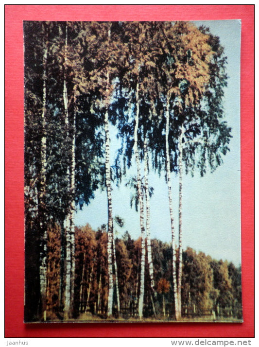 Birch trees in Autumn - Latvian Views - 1963 - Latvia USSR - unused - JH Postcards