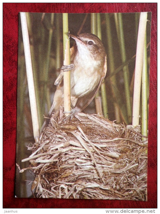 Great Reed Warbler - Acrocephalus arundinaceus - birds - 1987 - Estonia - USSR - used - JH Postcards
