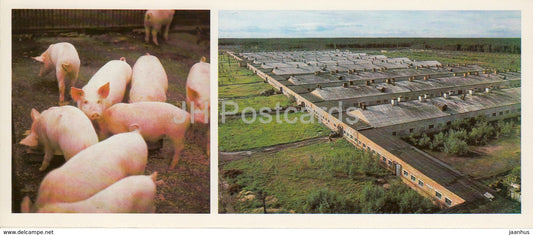 Pig farm complex Zelenetsky - Komi Republic - 1984 - Russia USSR - unused - JH Postcards