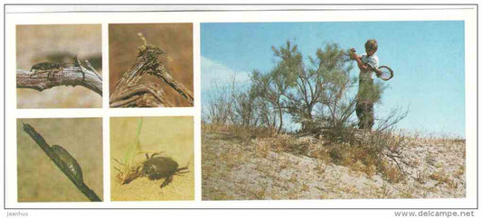 Entomologist - insects - Tigrovaya Balka Nature Reserve - 1983 - Russia USSR - unused - JH Postcards