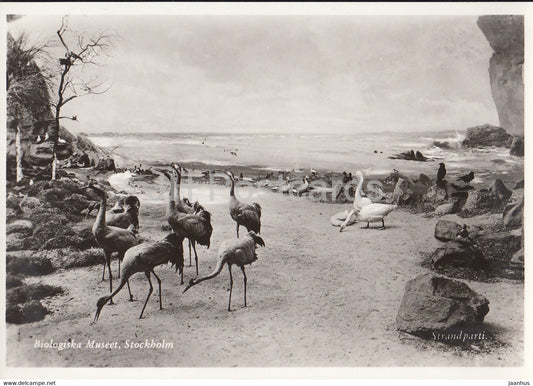 Biologiska Museet - Biological Museum - Beach Party - birds - Sweden - unused - JH Postcards