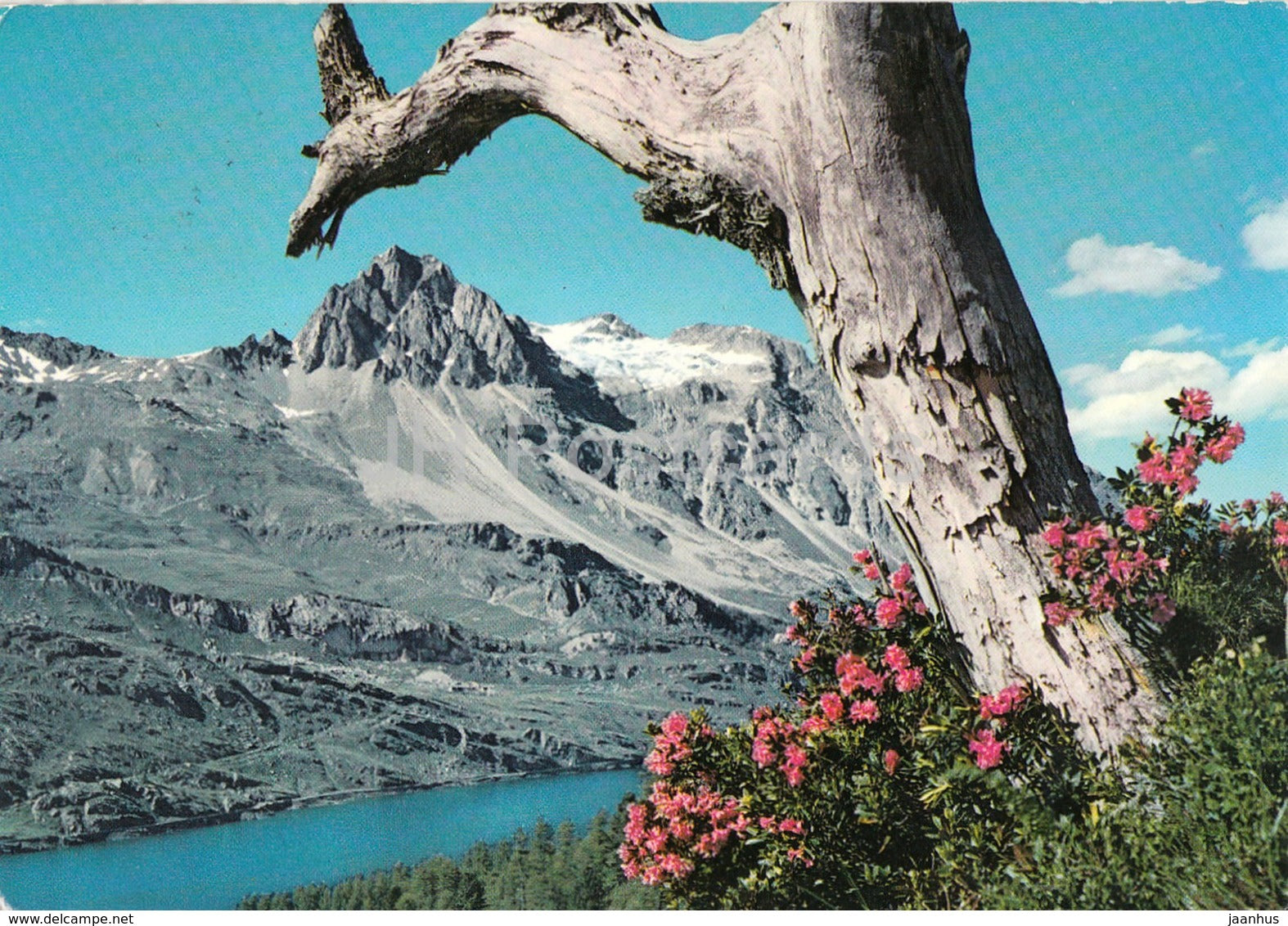 Bei Maloja - Silsersee und Piz Lagrev - 1975 - Switzerland - used - JH Postcards