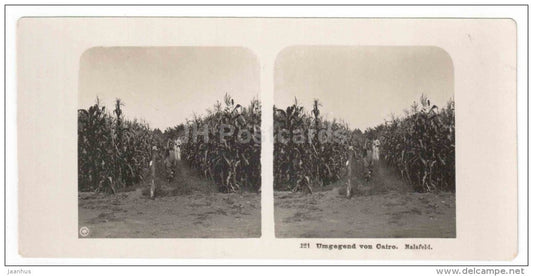 Cairo - corn field - Egypt - stereo photo - stereoscopique - old photo - JH Postcards