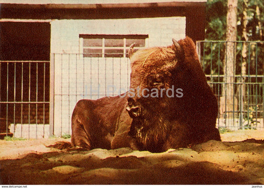 European bison - Bison bonasus - Riga Zoo - old postcard - Latvia USSR - unused - JH Postcards