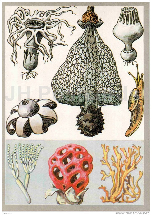 Ramaria stricta - penicillum fungi - fungus Geastrum - Mushrooms - Fowers - Amazing Plants - 1989 - Russia USSR - unused - JH Postcards